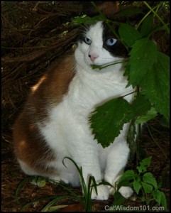 domino-cat-hiding-bushes