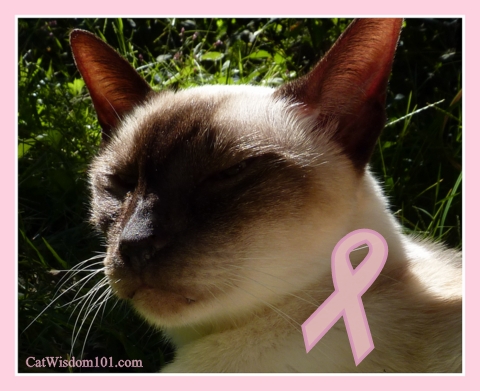 feline-breast-cancer-awareness-cats