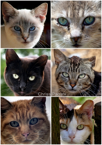 feral-cats-faces-chriss-pagani
