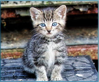 feral-kitten-cute