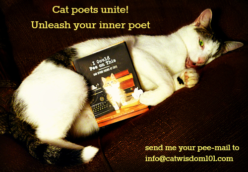 i could pee on this-cat-book-funny