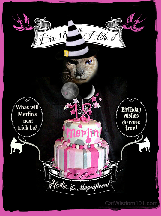 merlin-cat-birthday-cake-siamese-18-magic