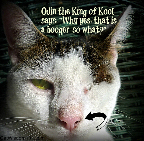odin-cat-booger-funny