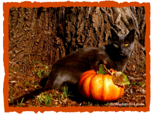 pumpkin-cat-gris gris