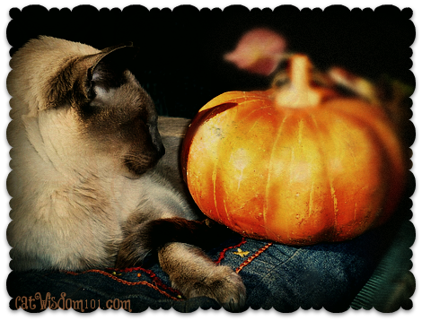 pumpkin-cat-siamese-halloween