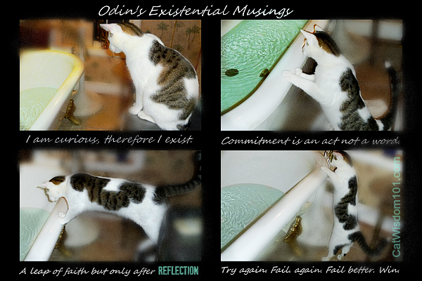 Existential-musings-cat-bath-odin-quotes