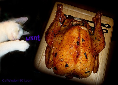 Thanksgiving-LOL-cat-turkey-want