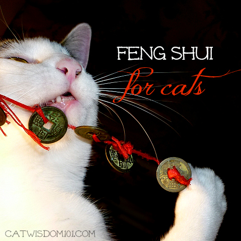 Lucky Chinese coins-LOl-feng shui cat