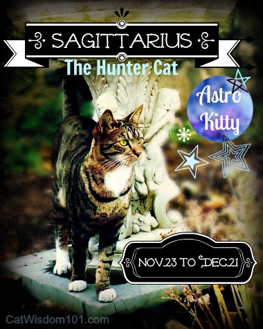astro kitty-sagittarius-cat-astrology-feline