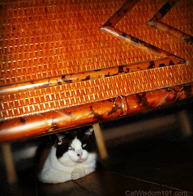 cat-hiding under bed-domino-storm