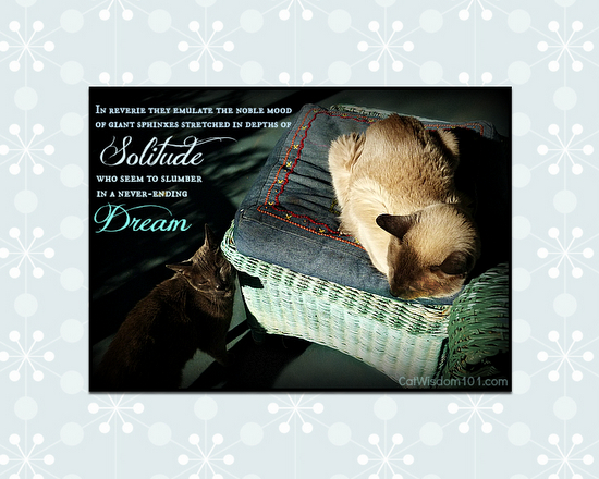 cats-quote-baudelaire-solitude-dream-sleep