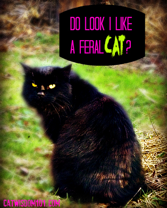 feral-female-feline-black-cat