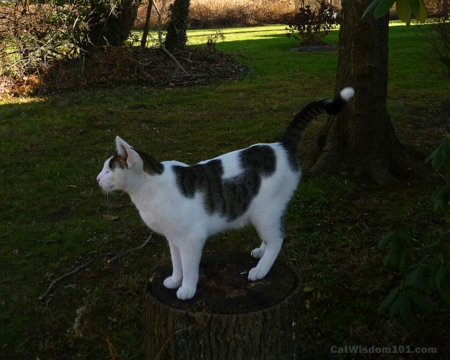 odin-cat-pedestal-look out