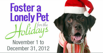 pet finders-foster-lonely-pet-holidays