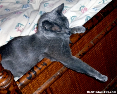 sandy-storm-gris gris-cat-bed