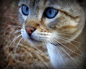 cat-feline portrait-bengal