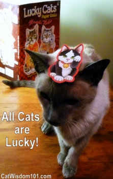 lucky cats-stickers-book-maggie-swanson-giveaway-cats