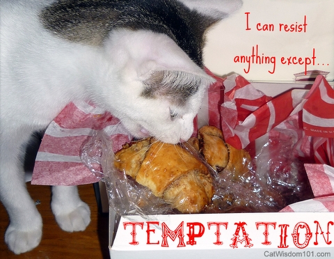 quote-cats-hanukkah-rugelach-temptation-oscar wilde