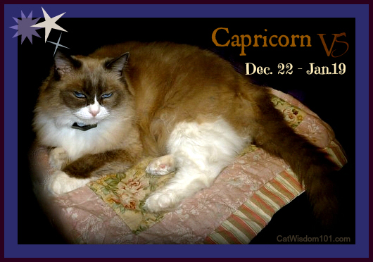 capricorn cat