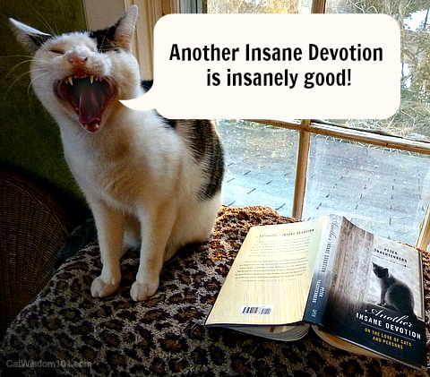 another insane devotion-peter trachtenberg-cats-book-review
