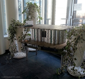 architects for animals-2013-feral-cats