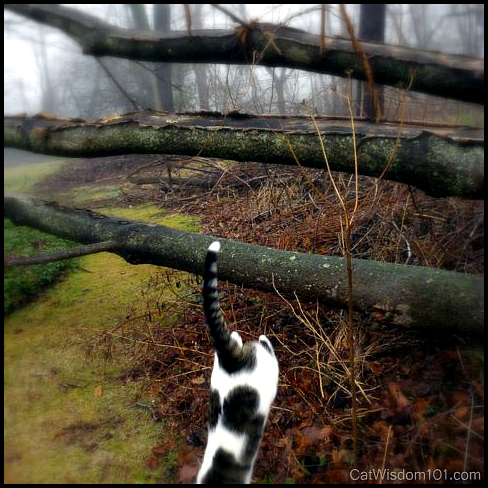cat-agility-exercise-outdoors-art