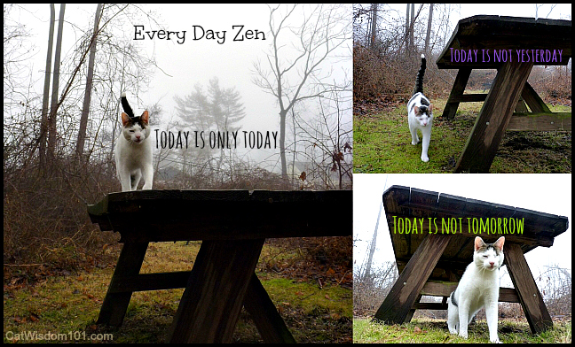 cats-quote-zen-today-wisdom
