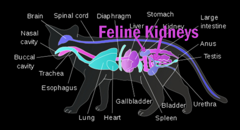 feline kidneys-cat-disease-anatomy-Vet 101
