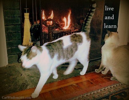 live and learn-cats-fire-quote