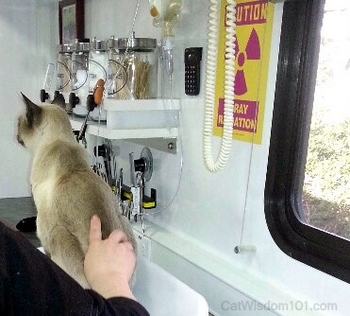cat at mobile vet visit