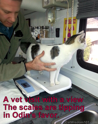 mobile-vet-rich goldstein-quote-weighing-cat