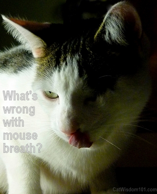 mouse-breath-cat-funny-quote