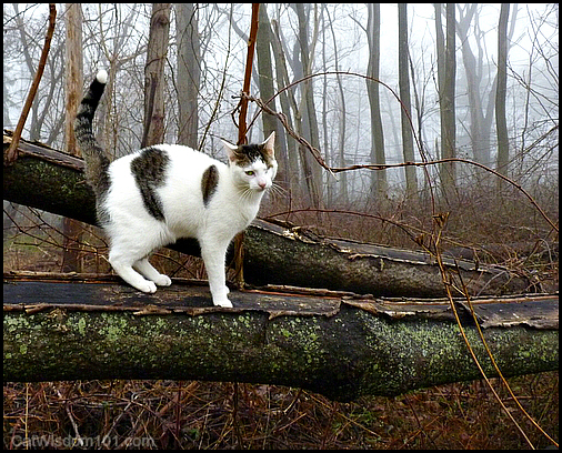 odin-cat-logs-agility-outdoors-fog