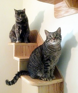 vertical cat stairs