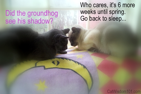 Groundhog day-cats-quote-spring