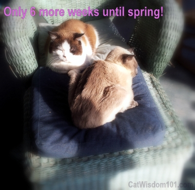 Groundhog day-spring-cats-porch
