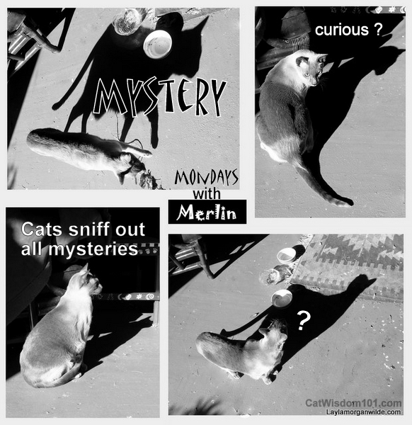 Mystery-Cats-quotes-curious-WBCL