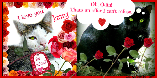 Valentine-cats-odin-izzy