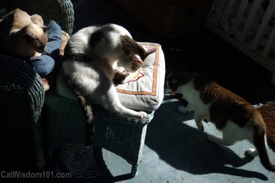 cats-sun-porch-sunbathing-merlin-odin-domino