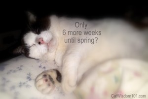 groundhog day-spring-catnap-cat