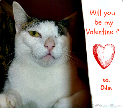 odin-cat-valentine