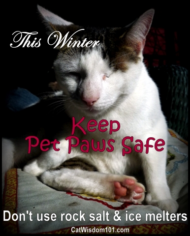 pet-paws-winter-safety