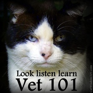 vet 101-cats