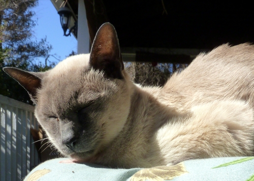 Cat-sun-quote-mondays with merlin-siamese