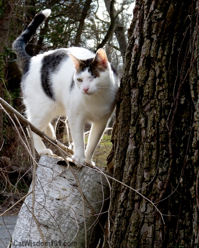 Odin-caturday-spring-tree-cat