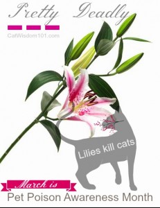 Pet-poison-awareness month-toxic-lilies-cats