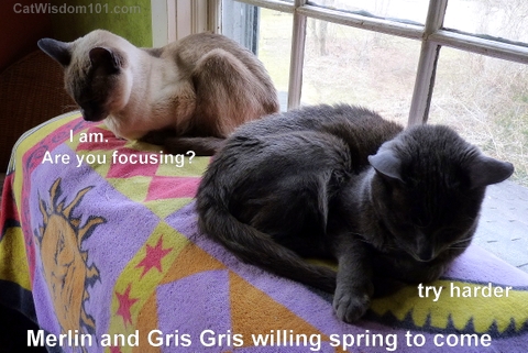 cats-waiting for spring-napping-meditating