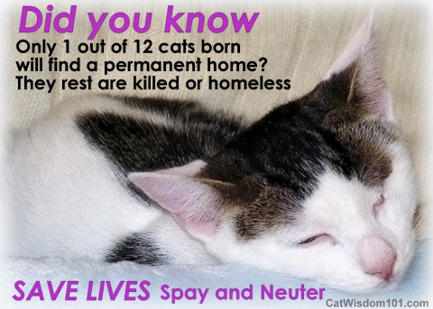 when to spay neuter cats