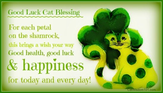 Image result for st patrick's day cats