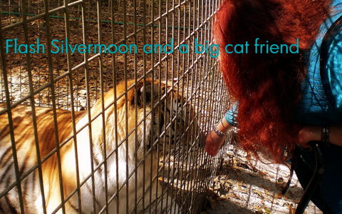tiger-animal communication-cats-Flash Silvermoon